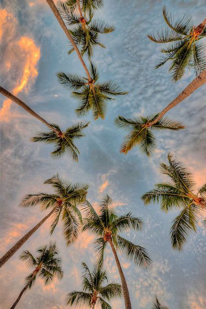 palmbomen